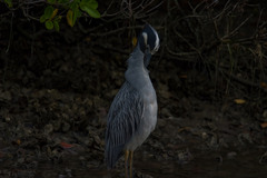 Nyctanassa violacea violacea