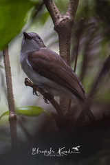Pachycephala cinerea