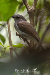 Pachycephala cinerea