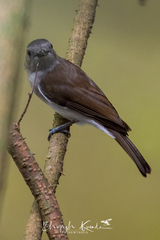 Pachycephala cinerea