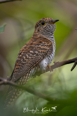 Cacomantis variolosus sepulcralis