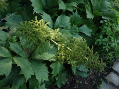 Rodgersia