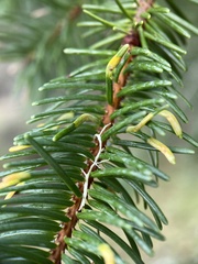 Contarinia pseudotsugae