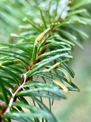 Contarinia pseudotsugae