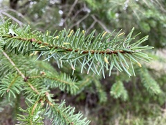 Contarinia pseudotsugae