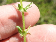 Galium virgatum