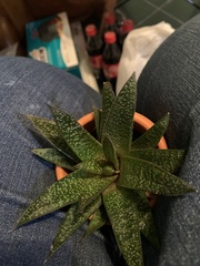 × Gasteraloe