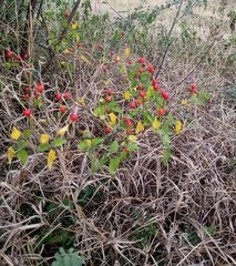 Capsicum annuum glabriusculum
