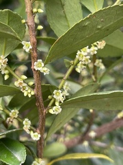Eurya chinensis