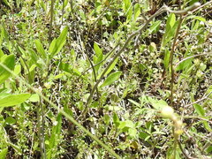 Galium virgatum