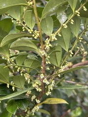 Eurya chinensis
