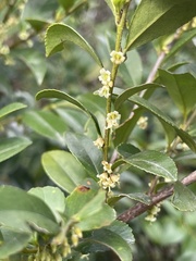 Eurya chinensis