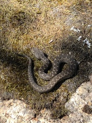 Vipera latastei