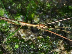 Ovacephala parisae