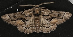 Phaeoura mexicanaria