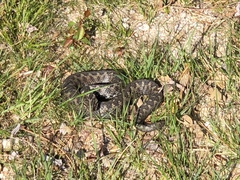Vipera latastei