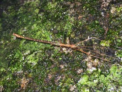 Ovacephala parisae