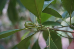 Acronychia wilcoxiana