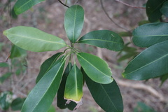 Acronychia wilcoxiana
