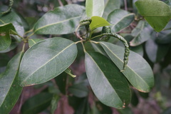 Acronychia wilcoxiana