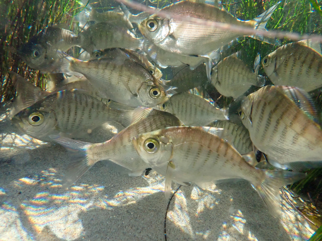 walleye surfperch