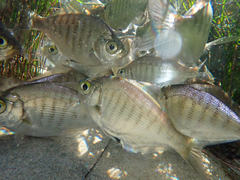 Hyperprosopon argenteum