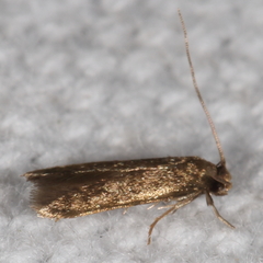 Phaeoses sabinella