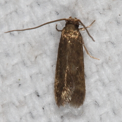 Phaeoses sabinella