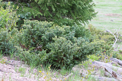 Juniperus communis depressa