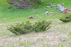Juniperus communis depressa