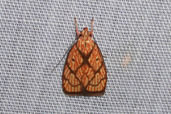 Himmacia