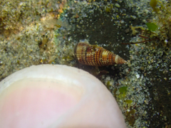 Cerithiopsidella cosmia