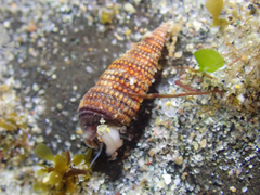 Cerithiopsidella cosmia