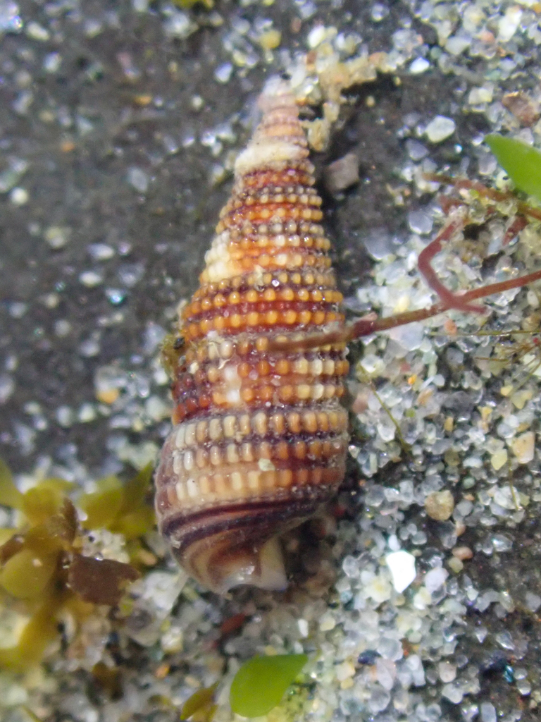 Cerithiopsidella cosmia