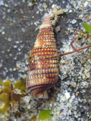 Cerithiopsidella cosmia