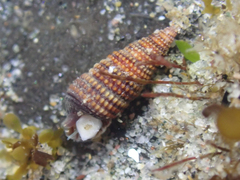 Cerithiopsidella cosmia
