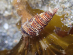 Cerithiopsidella cosmia