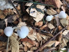 Coprinopsis marcescibilis