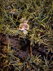 Agaricales