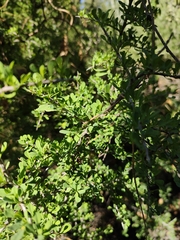 Condalia globosa