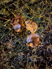 Agaricales