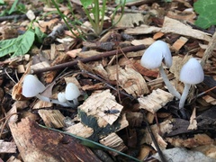 Coprinopsis marcescibilis