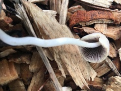 Coprinopsis marcescibilis