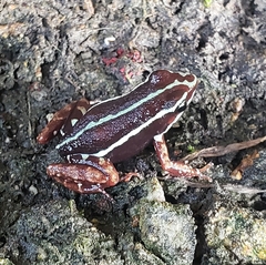 Epipedobates anthonyi