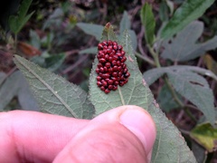 Tectocoris diophthalmus