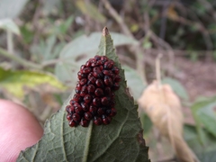 Tectocoris diophthalmus