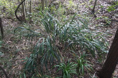 Dianella congesta