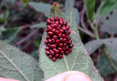 Tectocoris diophthalmus
