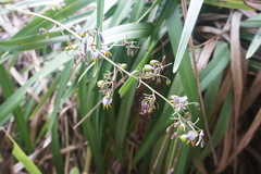 Dianella congesta