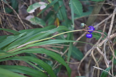 Dianella congesta
